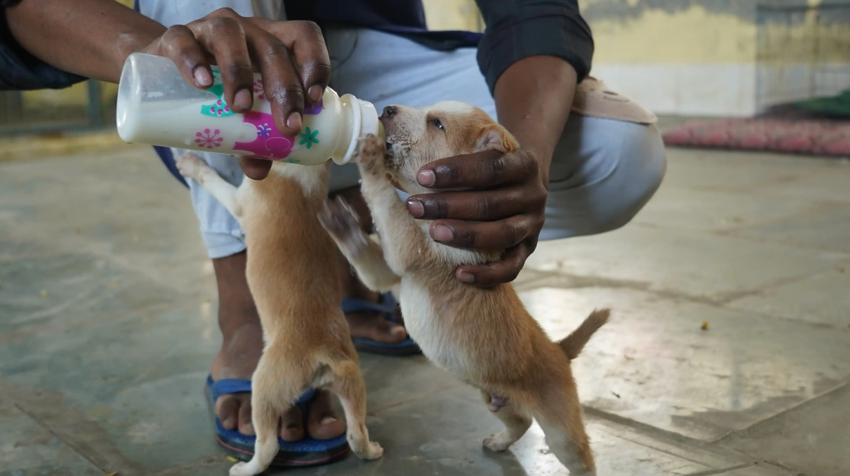 Animal Care & Rescue